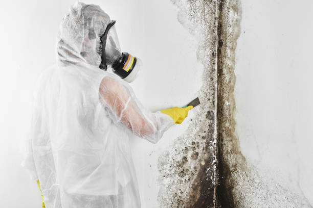 Best Fast Mold Removal  in Homeland, GA
