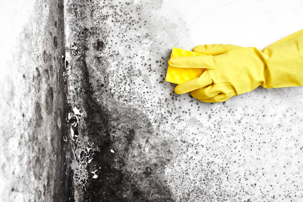 Best Local Mold Removal Service  in Homeland, GA