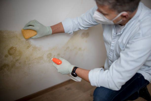 Best Local Mold Removal Service  in Homeland, GA