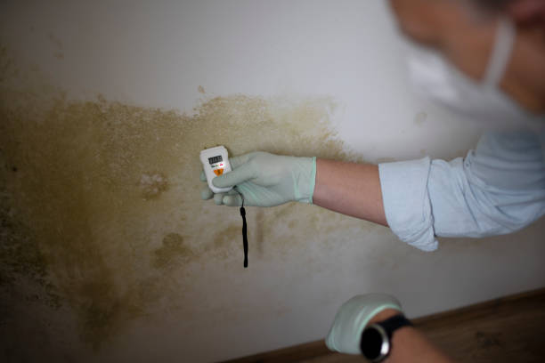 Office Mold Removal Services in Homeland, GA