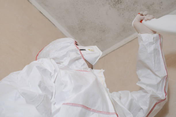 Best Best Mold Removal Companies  in Homeland, GA