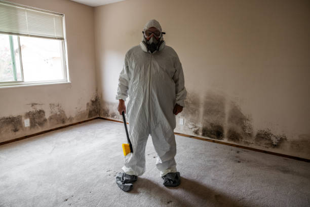Best Mold Damage Repair  in Homeland, GA