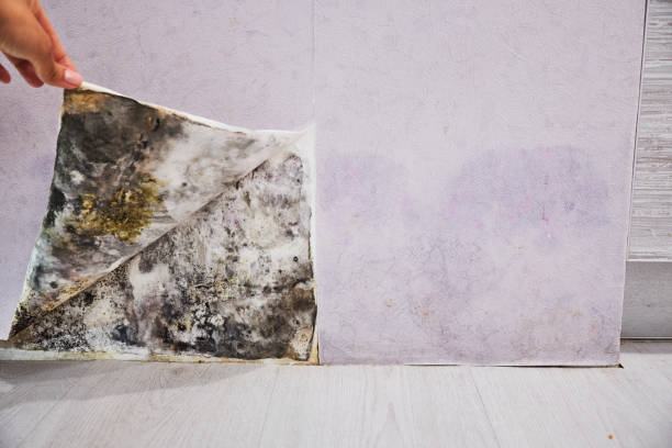 Best Mold Removal Process  in Homeland, GA